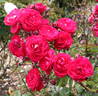 Eutin rose photo