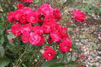 Eutin rose photo