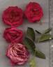 Eutin rose photo