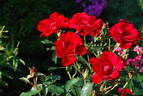 Hans Christian Andersen rose photo
