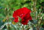 Hans Christian Andersen rose photo