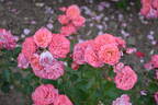 Blühendes Barock rose photo