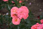 Blühendes Barock rose photo