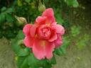 Nieborg's Courage rose photo