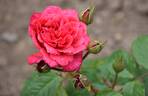 Nieborg's Courage rose photo