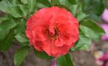Barockstadt Dresden rose photo