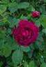 Etoile Pourpre rose photo