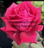 Brindabella Evered rose photo
