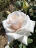 Brindabella Divine rose photo
