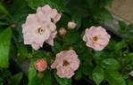 Coral Cluster rose photo