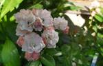 Coral Cluster rose photo