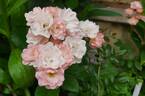Coral Cluster rose photo