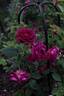 Etoile Pourpre rose photo