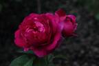 Etoile Pourpre rose photo