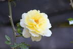 Leverkusen rose photo