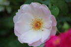 Elfenreigen rose photo