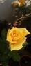 Lion's International rose photo