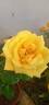 Lion's International rose photo