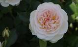 Pastella ® rose photo