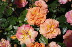 Westzeit rose photo