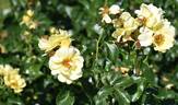 Gelber Engel ® rose photo