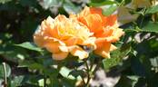 Goldelse ® rose photo