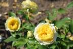 Sunlight Romantica rose photo