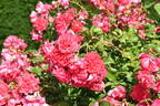 Bad Birnbach rose photo