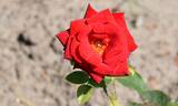 Herzensgruss rose photo