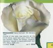 Messagere rose photo