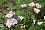 Rosy Cushion ® rose photo