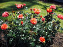 Theodor Fontane Rose rose photo