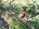Elie Beauvilain rose photo
