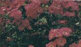 Lutin ® rose photo