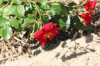 Cricket rose photo