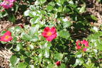 Polo rose photo