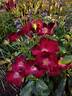 Anda rose photo
