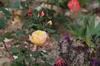 Summer Glow rose photo