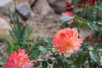 Summer Glow rose photo