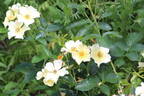 BOKrepark rose photo