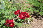 Pretty Black rose photo