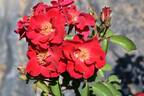 Irene Angelina rose photo