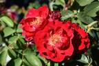 Irene Angelina rose photo