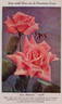 Los Angeles rose photo