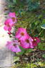 Felicitas ® rose photo
