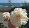 New Iceberg rose photo