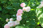 Pink Ghislaine de Féligonde ® rose photo