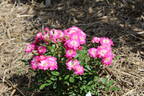 Ciocärlia rose photo