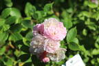 Rosendorf Steinfurth'04 rose photo