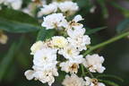 Starkodder rose photo